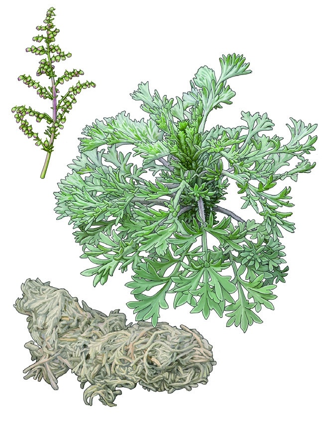 漫画中药一百单八将中药水浒茵陈